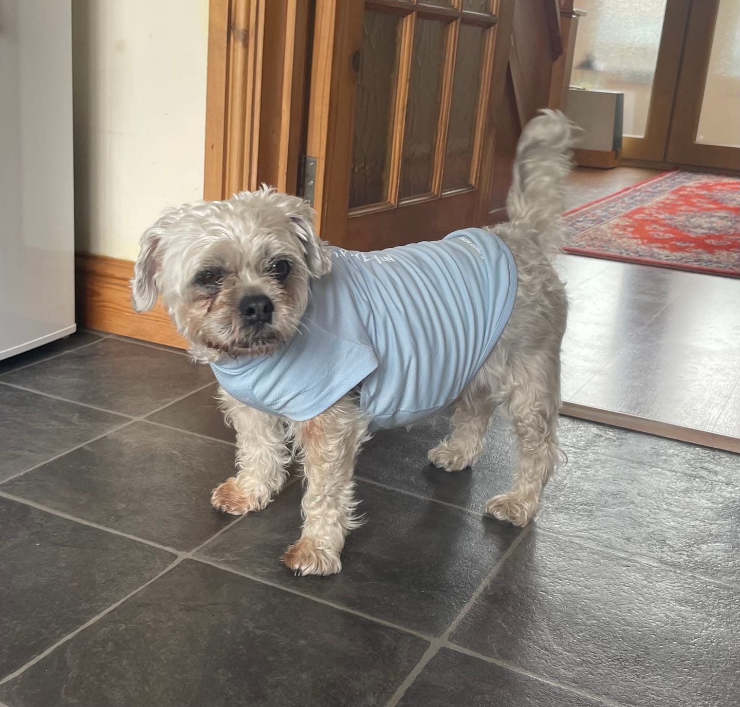 Customer photo review of Sunblock Dog T-Shirt - Blue