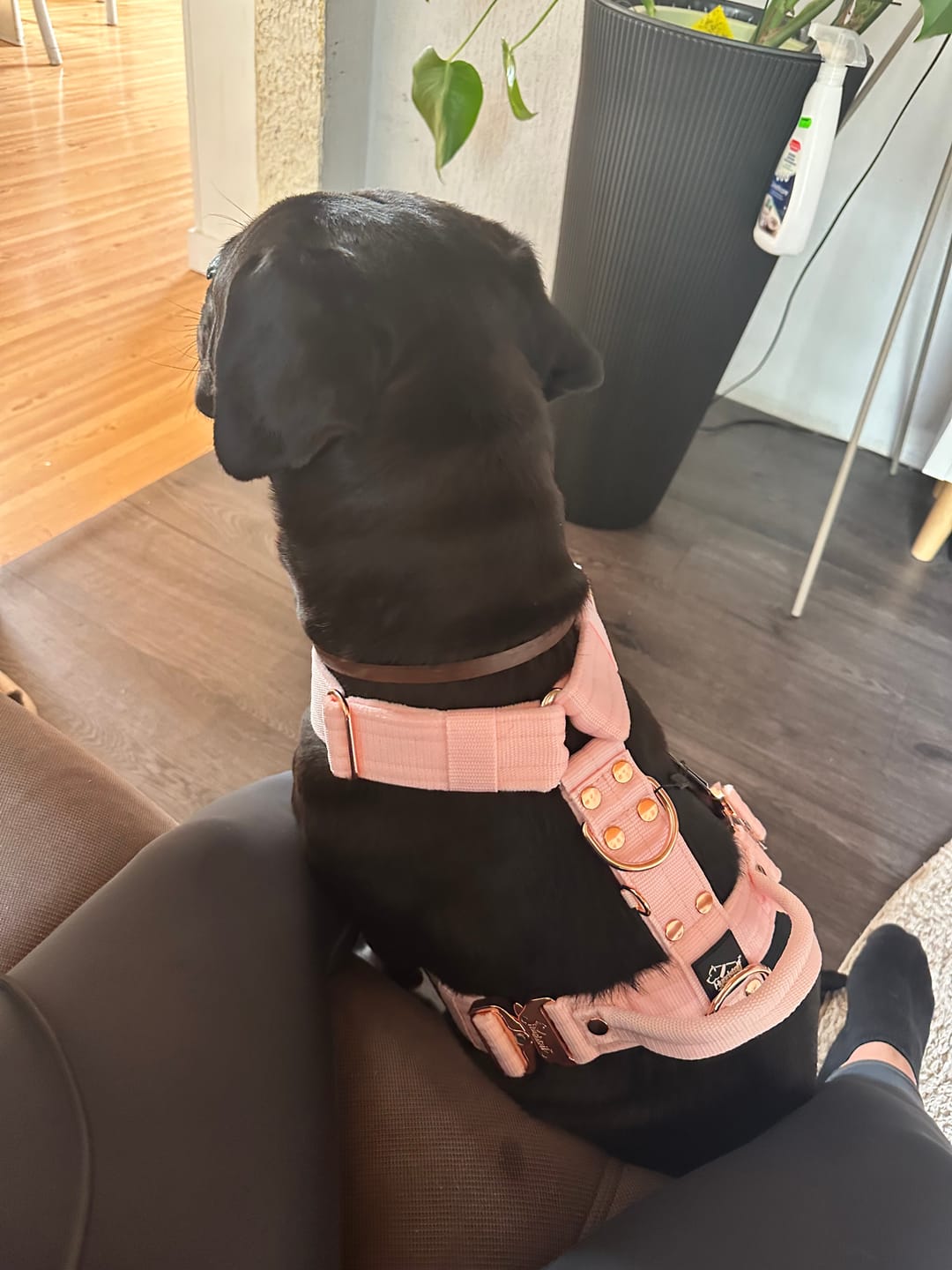 Customer photo review of Easy Walk Extreme Rose Pastel Pink - Sele med snabbspänne