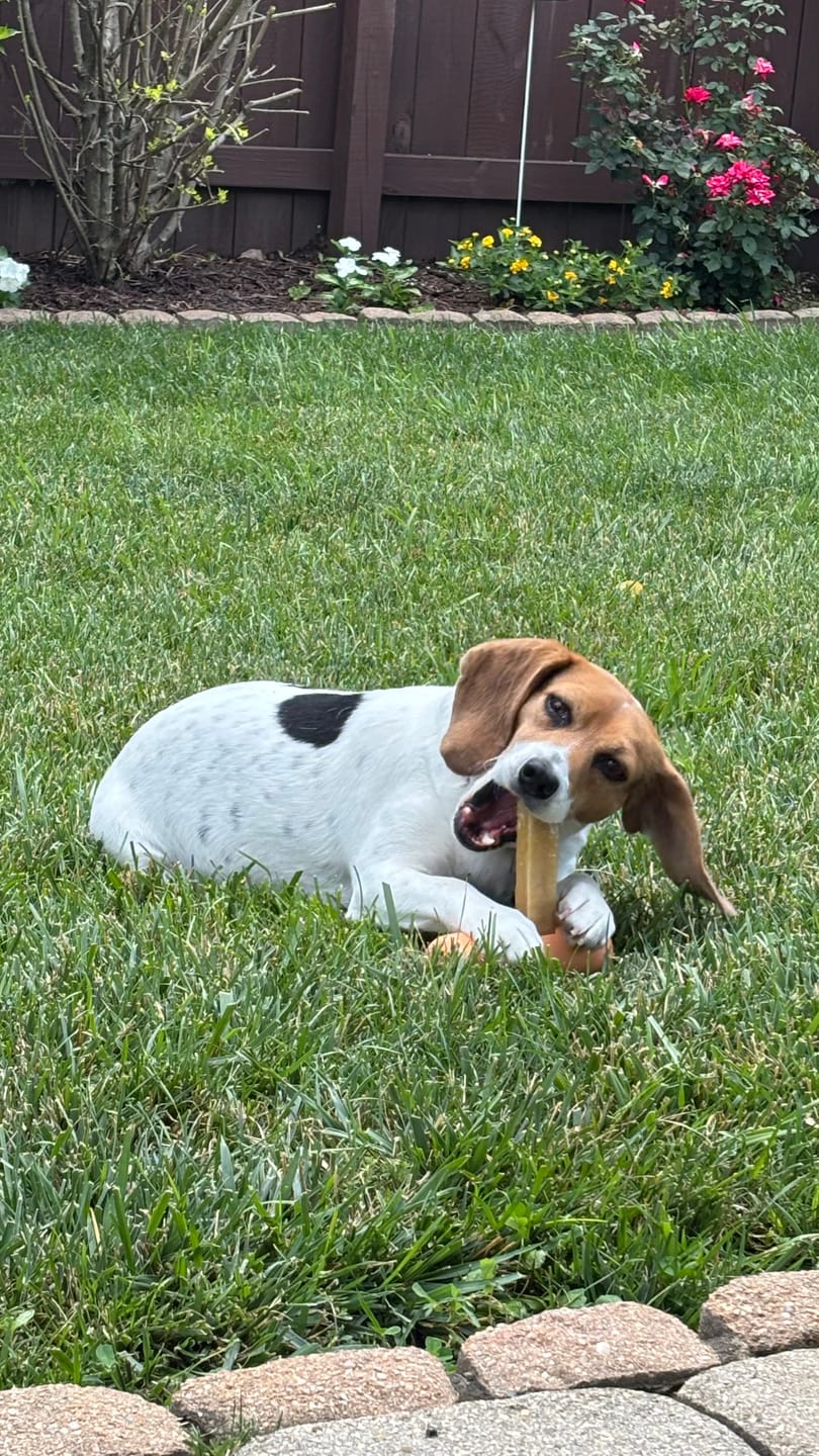 Customer photo review of Himalayan Yak Chews — All Natural, All Sizes | Small to Giant Dogs