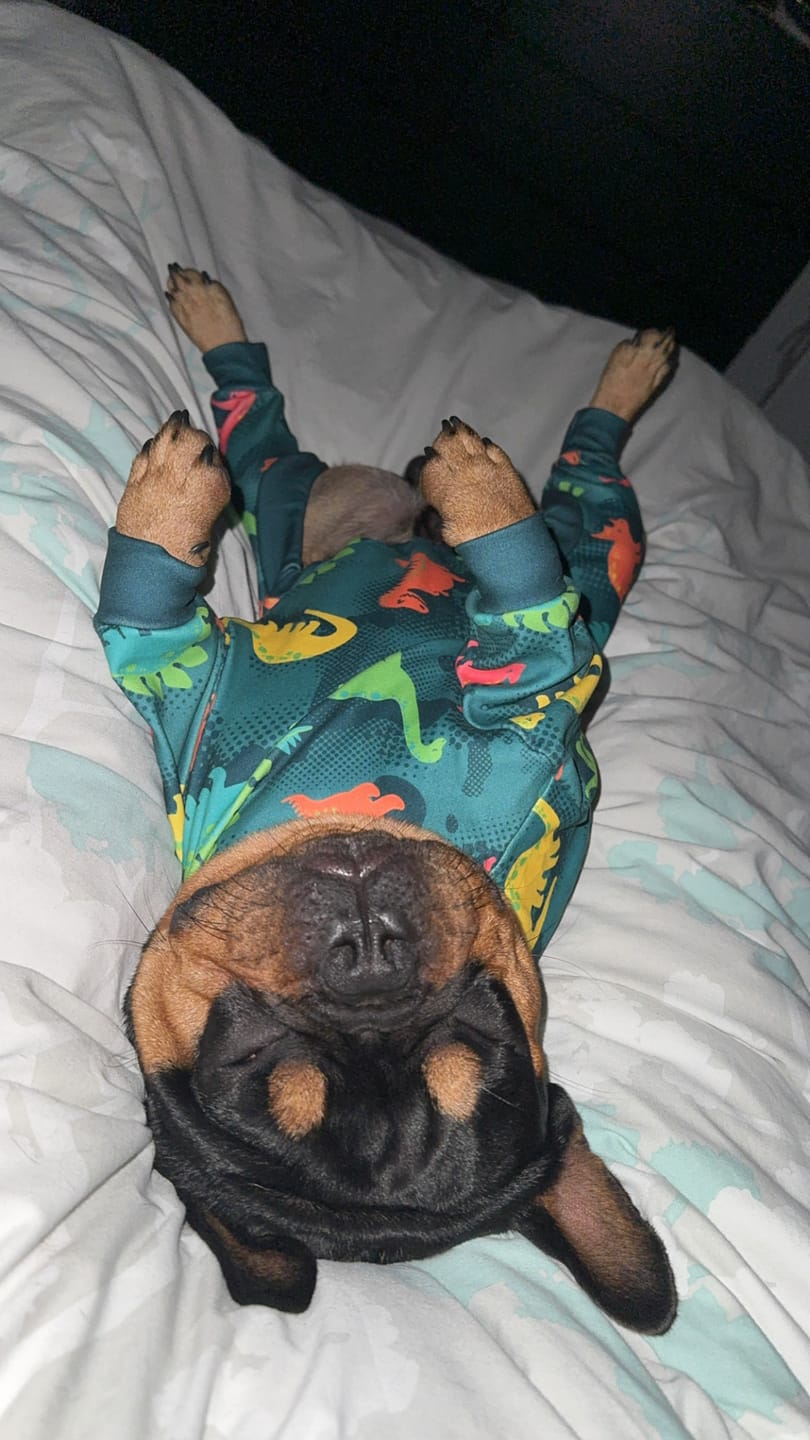 Customer photo review of Dog Pajama - Dinosaurs