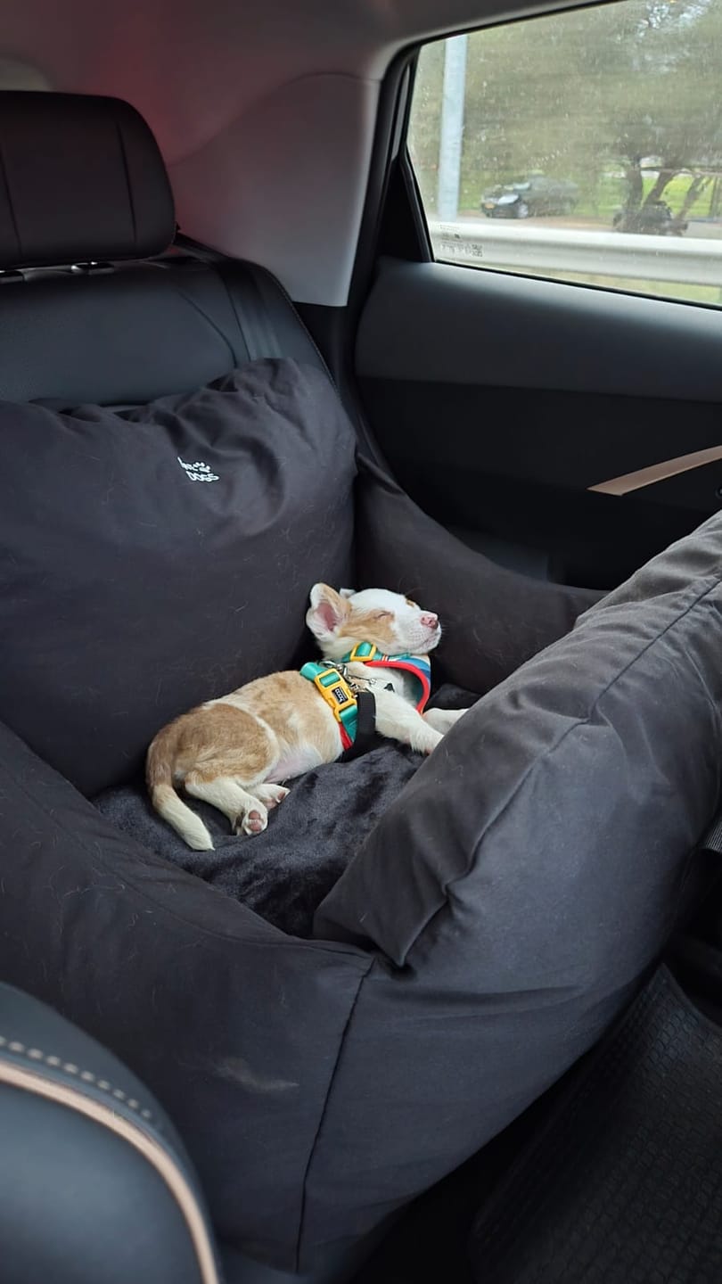 Customer photo review of Asiento Primera Clase THE DOGS — Viajes seguros y cómodos