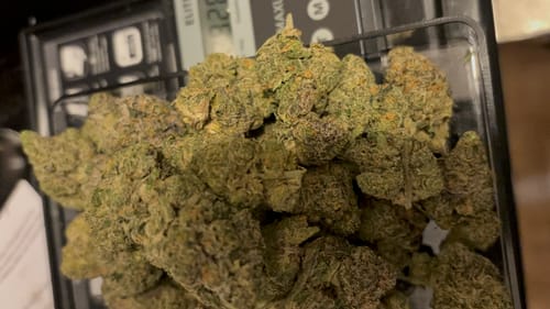Reviewer showing a pile of green Zkittlez THCA Flower buds on a digital scale.