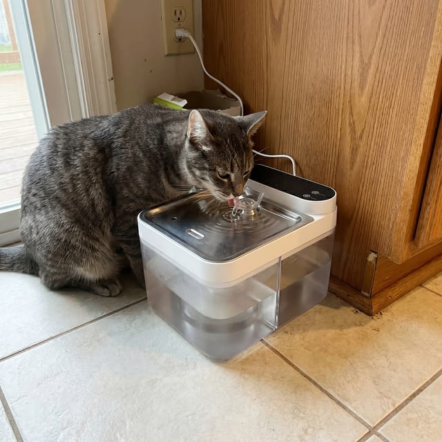 Customer photo review of Purestream AquaOne - Automatic Cat Fountain