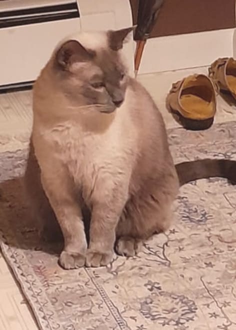 Customer photo review of Acoraza: Protege a tu michi de pulgas por 12 meses sin envenenar su sangre