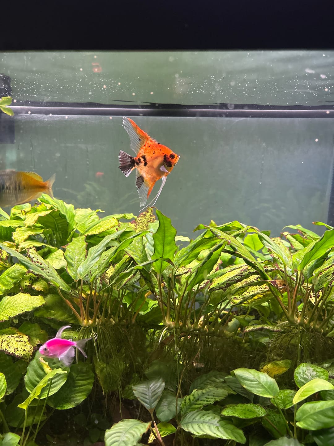 Customer photo review of Red Devil Angelfish