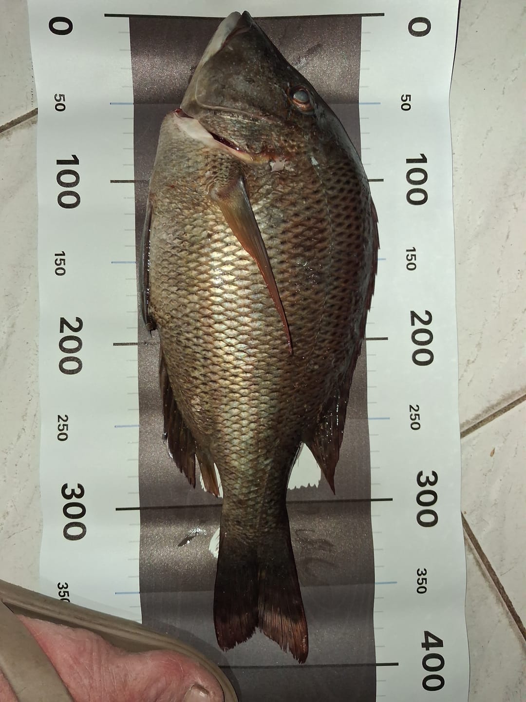 Customer photo review of Aeroo Pro Fishing Combo