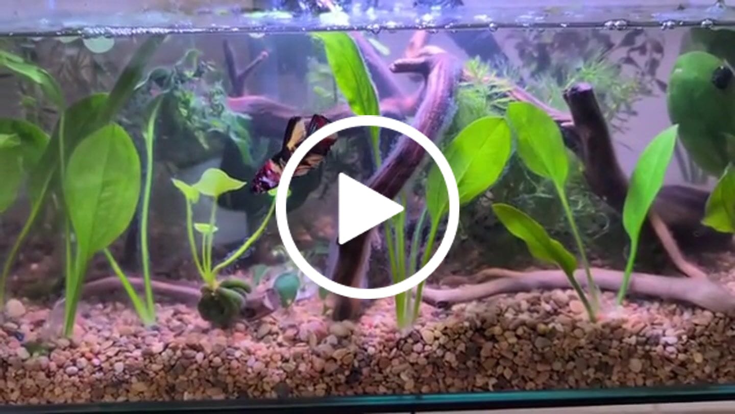 Customer video review of Multicolor Yellow Base Plakat Male Betta Fish | Order Directly From Farm |  You Pick Fish