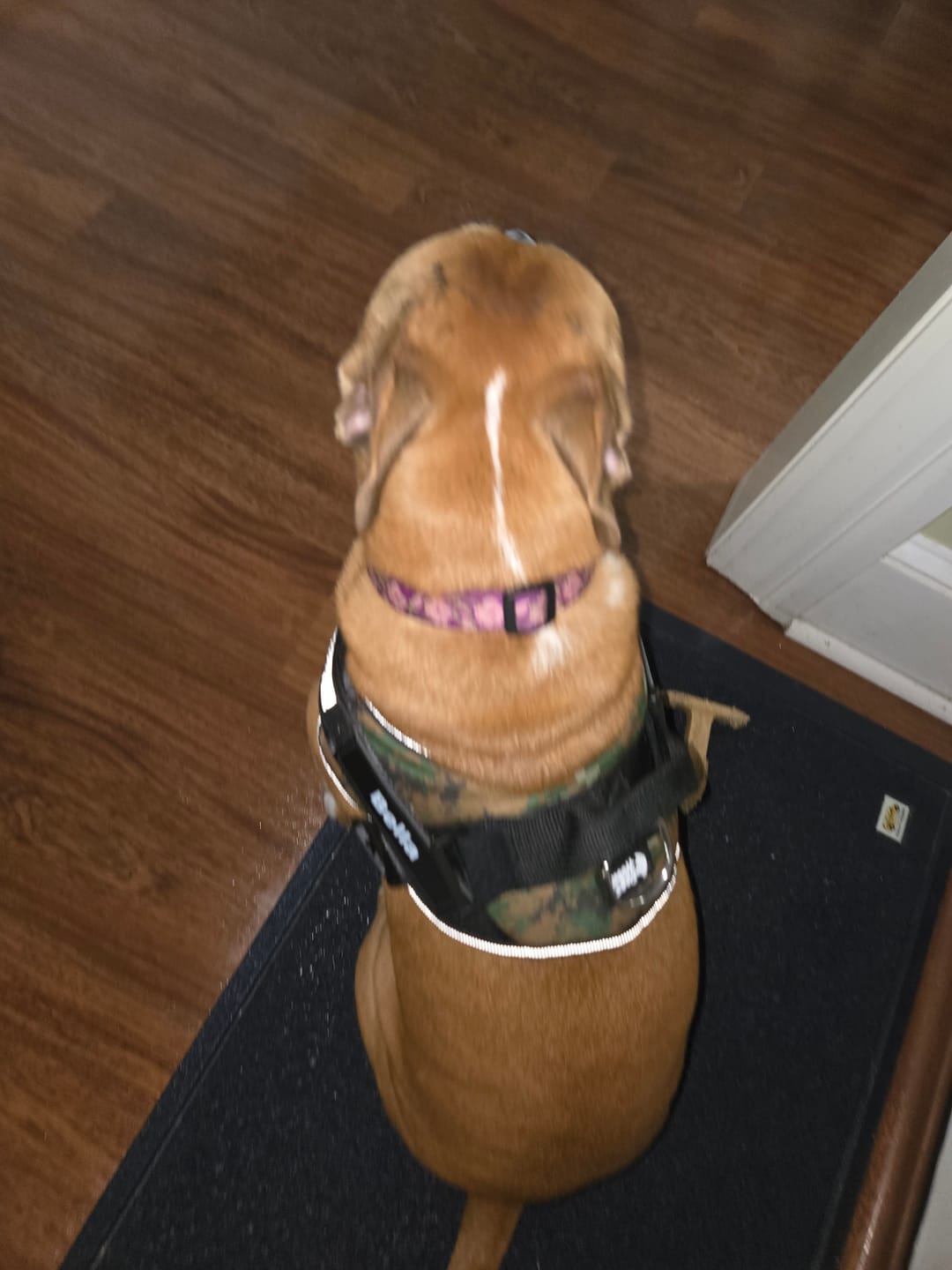 Customer photo review of Dogshood ™