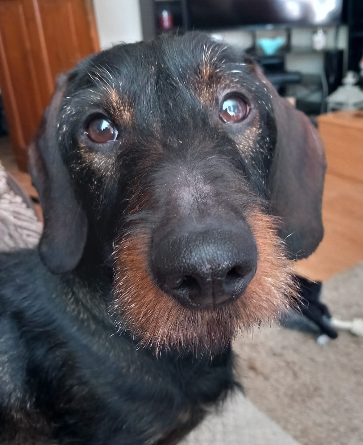 Customer photo review of Natural Plaque Removal Powder for Dogs & Cats | 185g