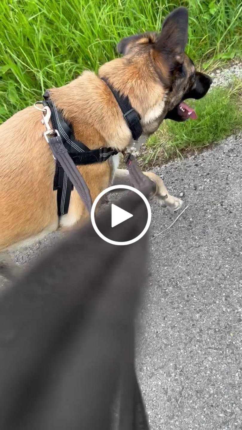 Customer video review of ParoPet No Pull Dog Harness