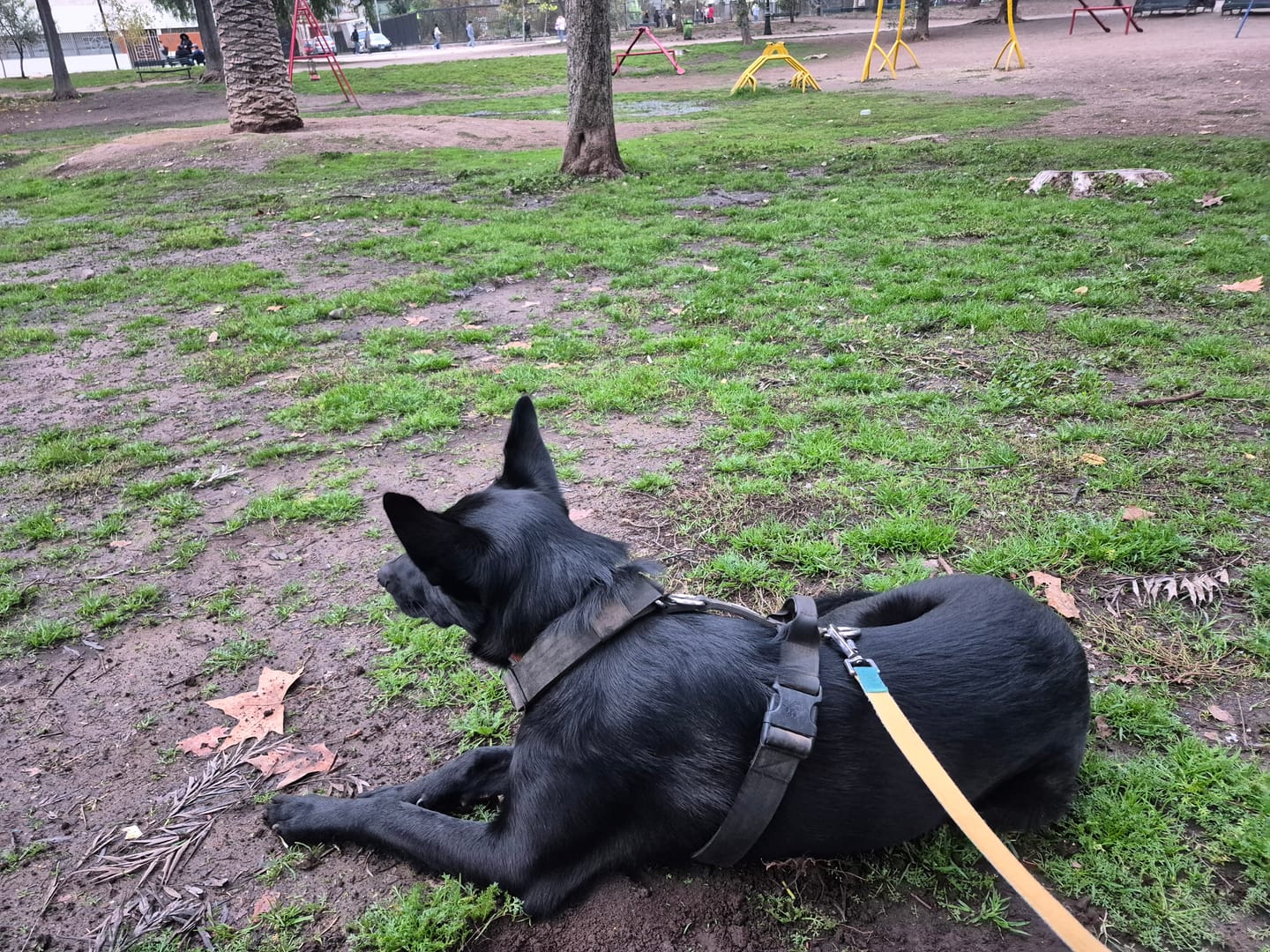 Customer photo review of Arnés Strap para Perros- Street Dogs - Black