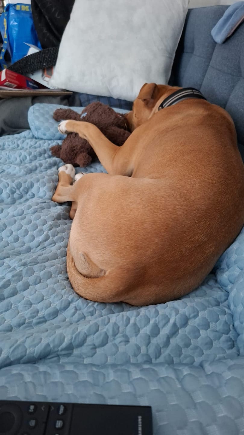 Customer photo review of Frostcore™ Cooling Couch Cover Dog Bed and Cooling Mat Sets