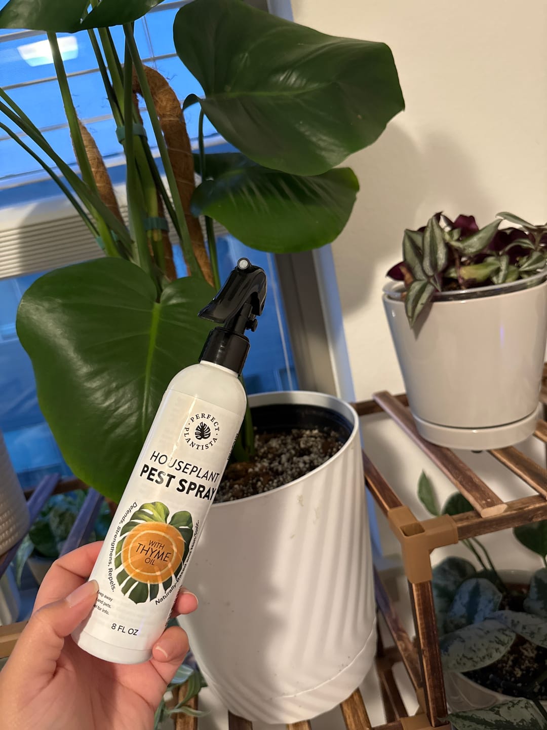 Customer photo review of Houseplant Pest Spray