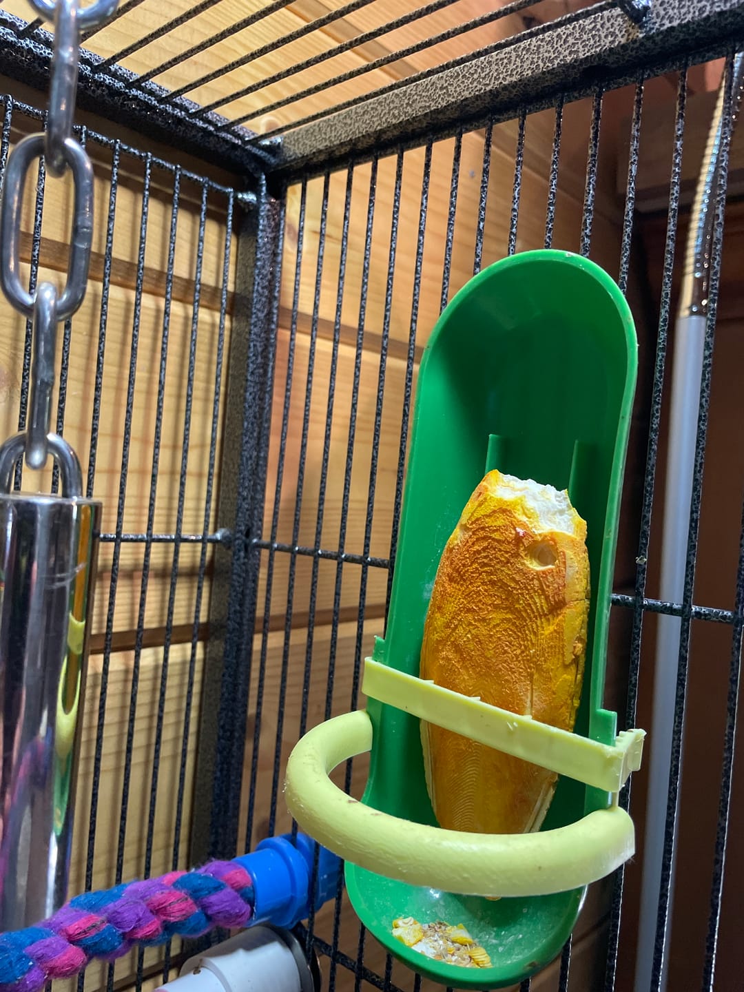 Customer photo review of 30006 Medium Cuttlebone Banana Flavor