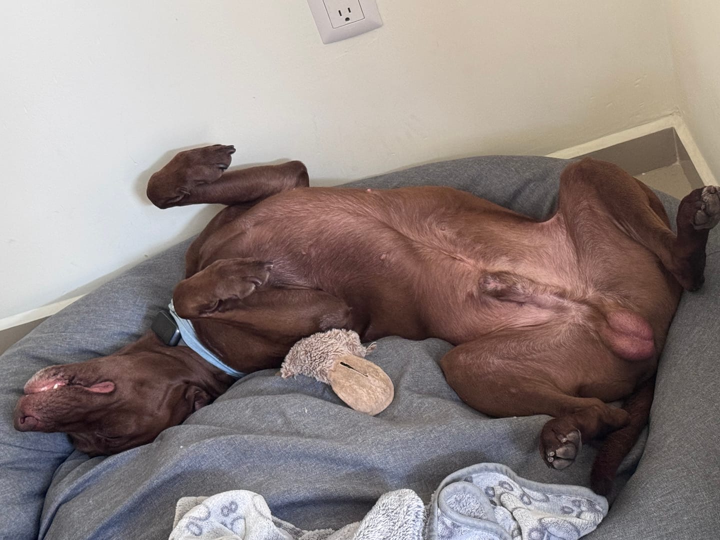 Customer photo review of Funda Lino para Cama Antiestrés para Perros