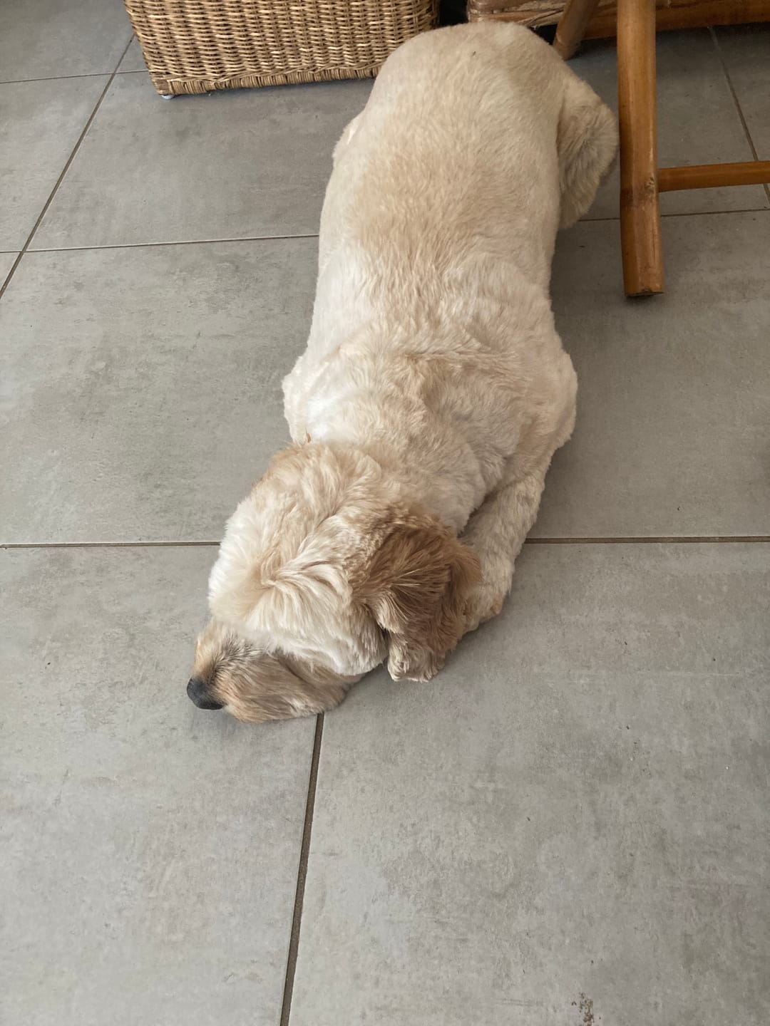 Customer photo review of Croquettes Poulet & Petit Pois - Chien Moyenne & Grande race