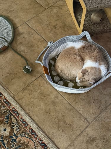 Customer photo review of Instinct Basket | Meet the first research-backed natural territory for indoor cats