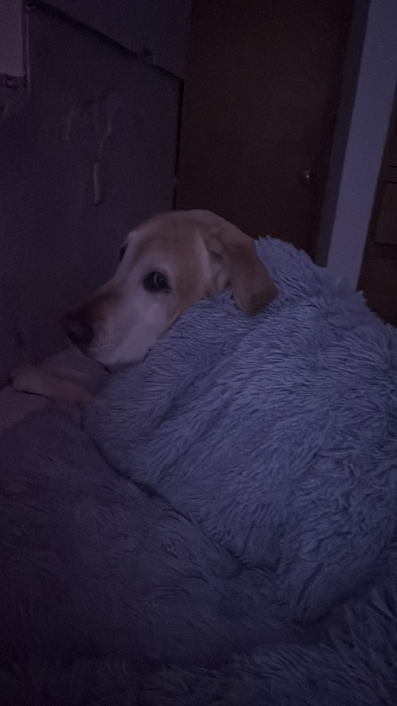 Customer photo review of Cobija Impermeable para Perros