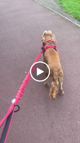 Customer video review of ParoPet No Pull Dog Harness