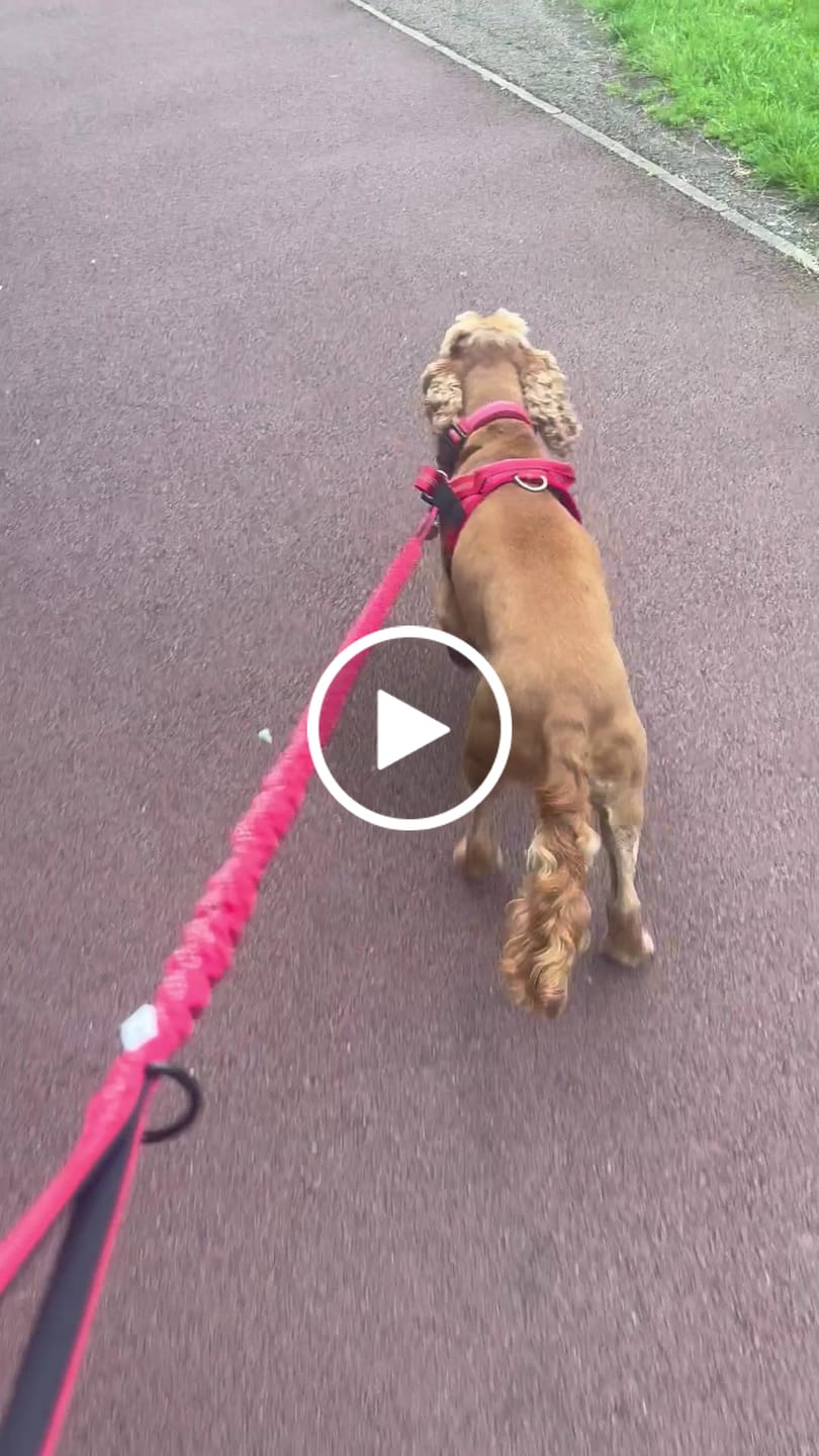 Customer video review of ParoPet No Pull Dog Harness