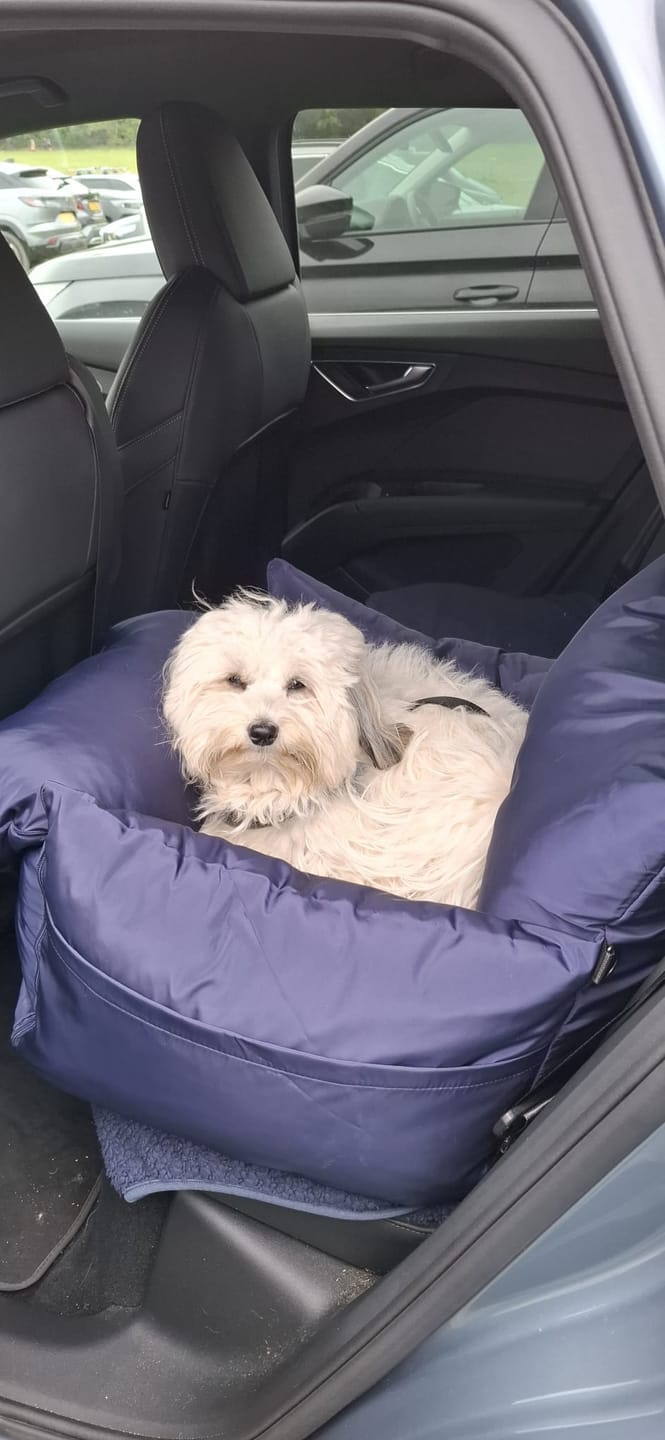 Customer photo review of Travel Dog Pod - Now With IsoFix