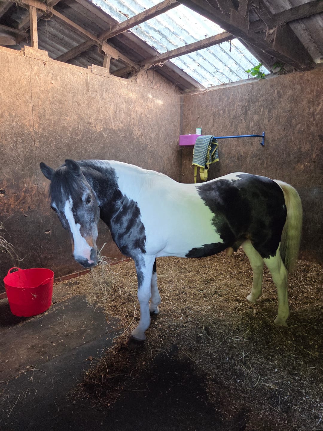 Customer photo review of Horse nutrition