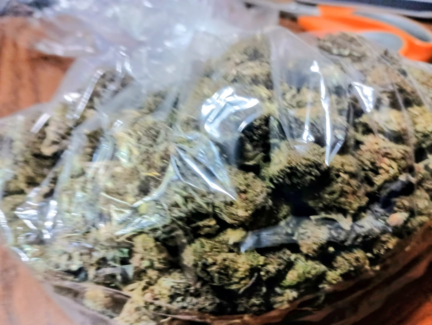 Customer photo review of Purple Kush - Bulk - Indica