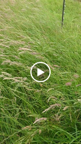 Customer video review of 18V Cordless Water Pump