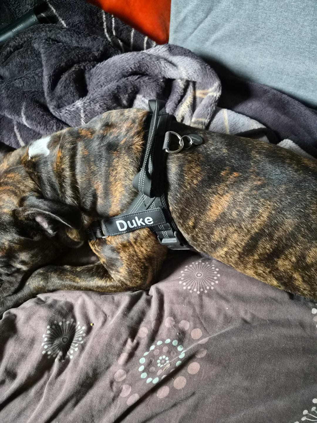 Customer photo review of ParoPet No Pull Dog Harness