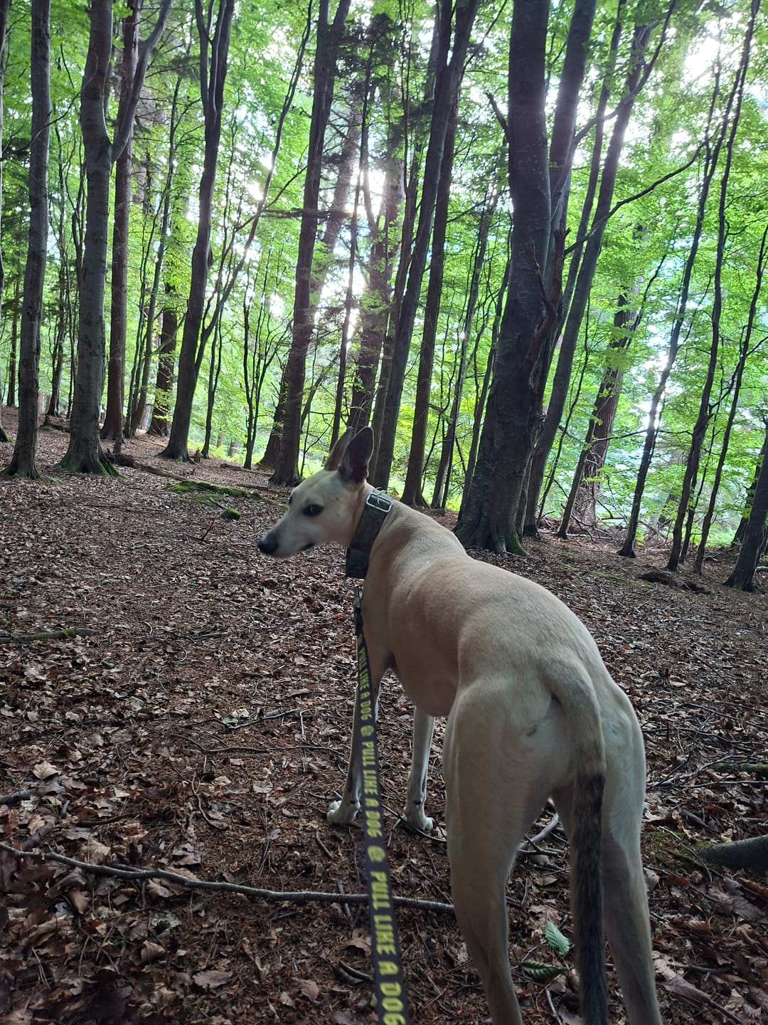 Customer photo review of City Leash (Hands-free)