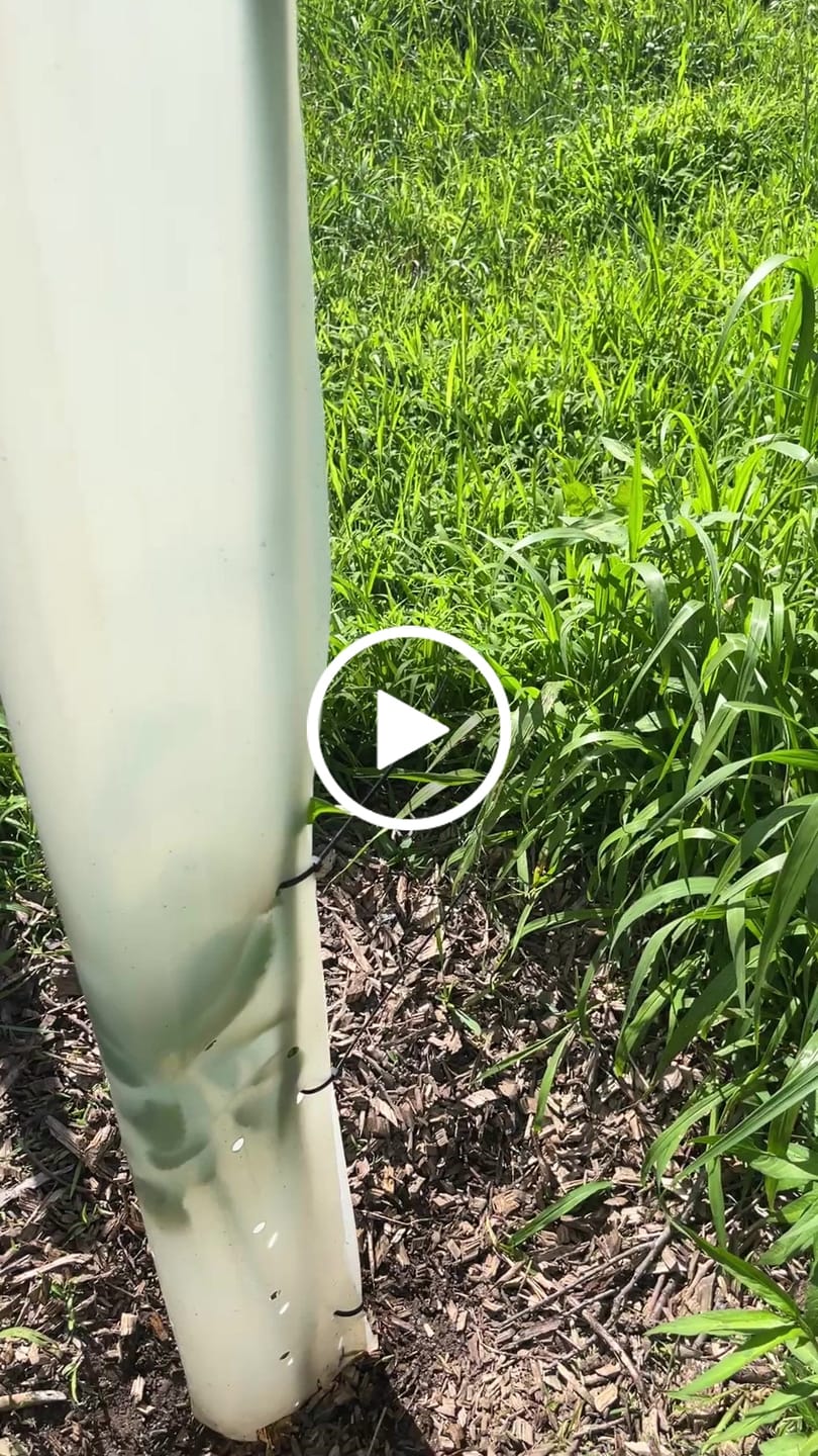 Customer video review of Late Drop Hybrid Chestnut