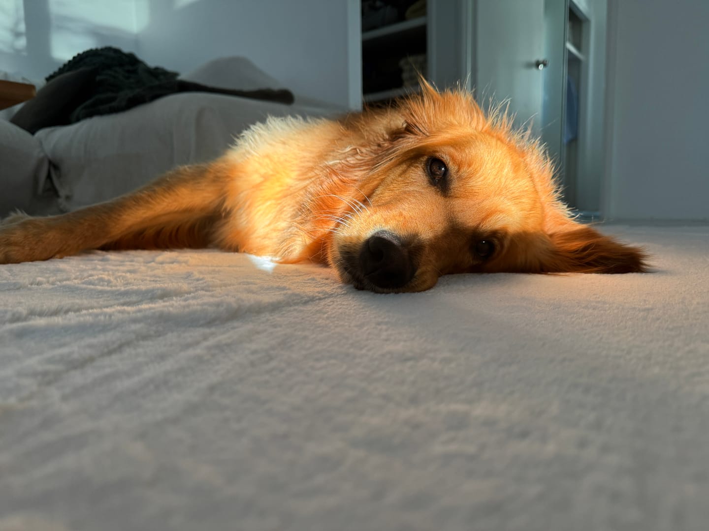 Customer photo review of The Mellow Mat® Cloud Haven 3D (Soft Touch Sensory Tatami Rug)