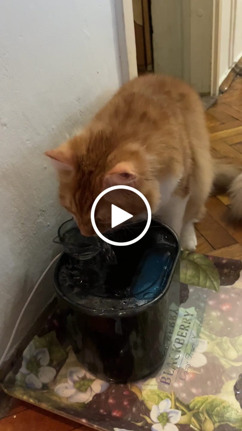 Customer video review of Fontana za Vodu za Kućne Ljubimce