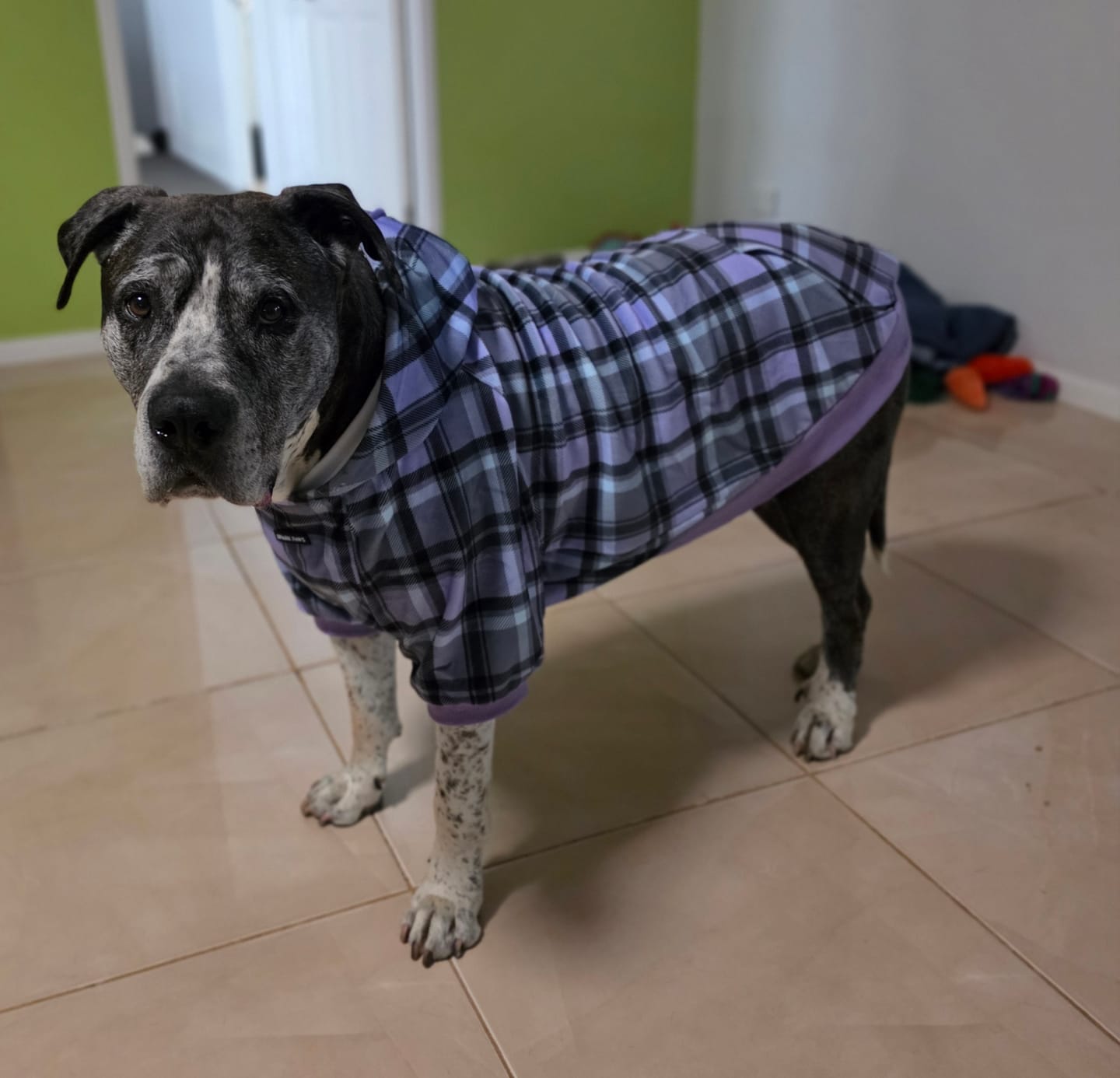 Customer photo review of Purple Plaid Dog Hoodie
