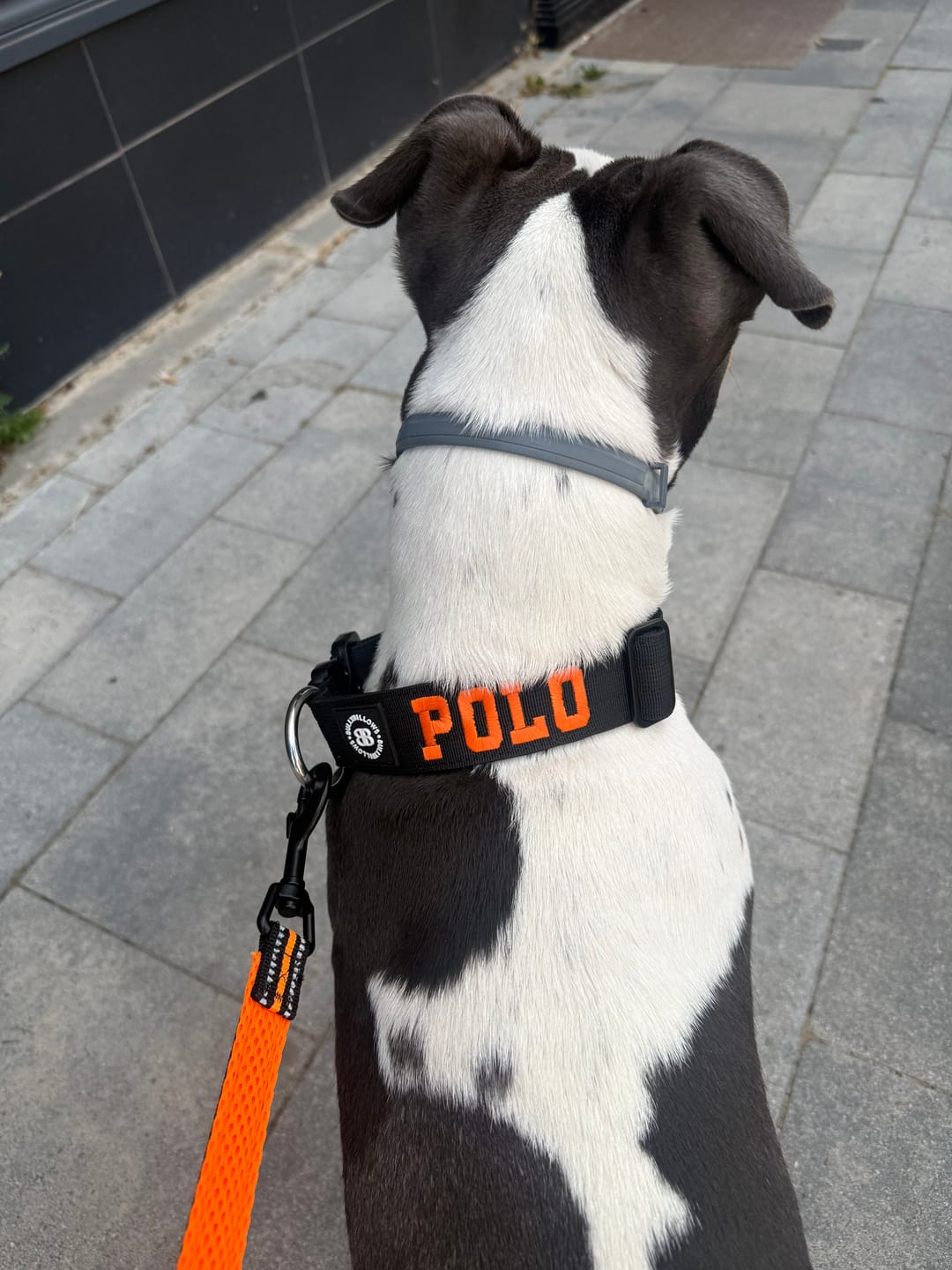 Customer photo review of 4cm Combat® Collar | No Handle & Secure Clip - Black