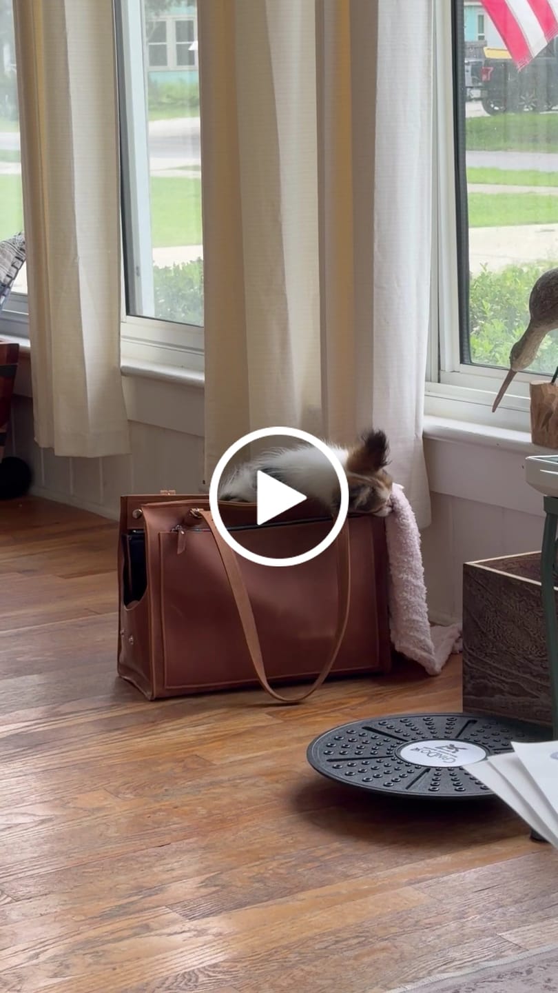 Customer video review of Dog Travel Bag