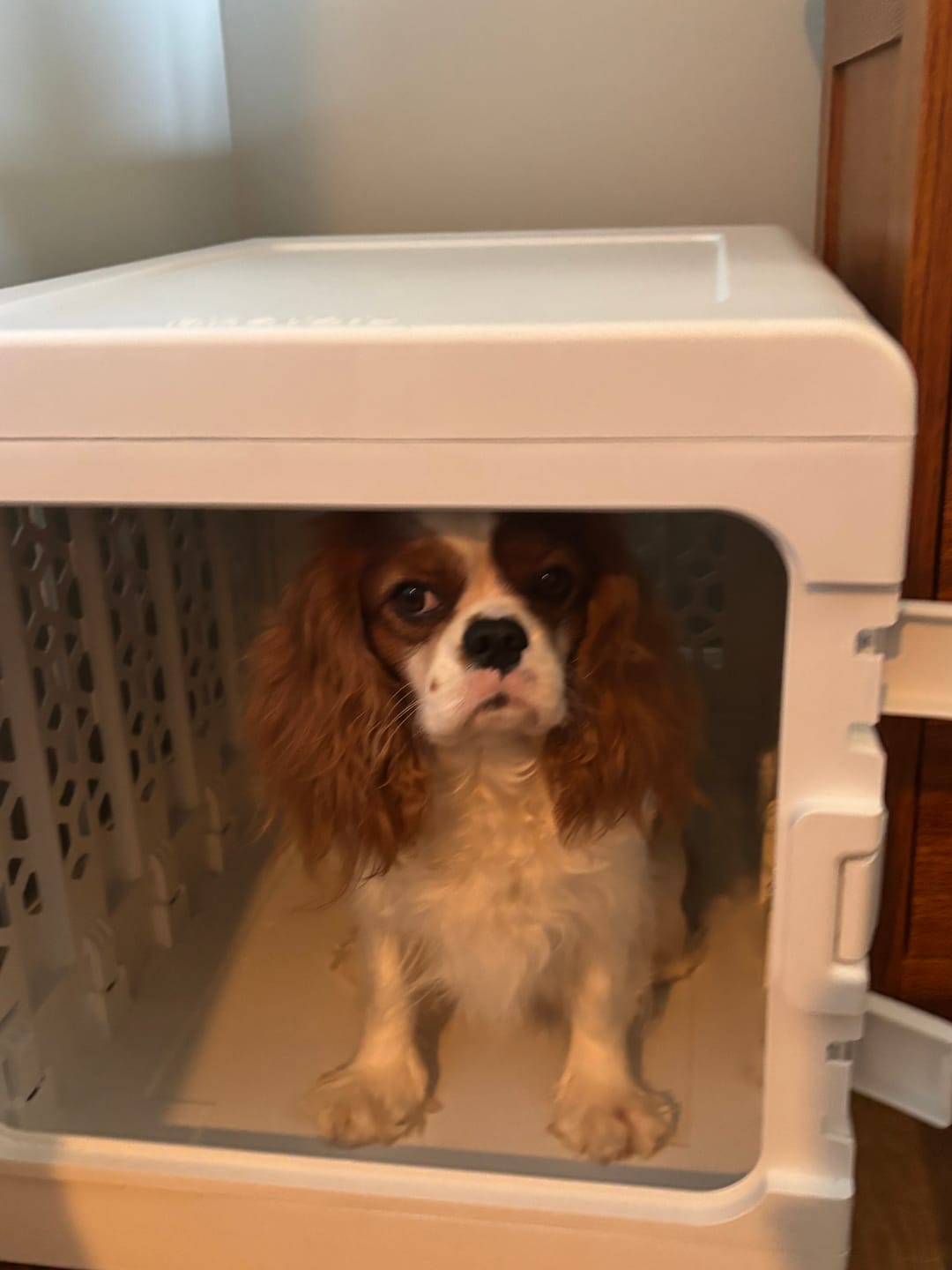 Customer photo review of PAWD®  Modern Collapsible Dog Crate