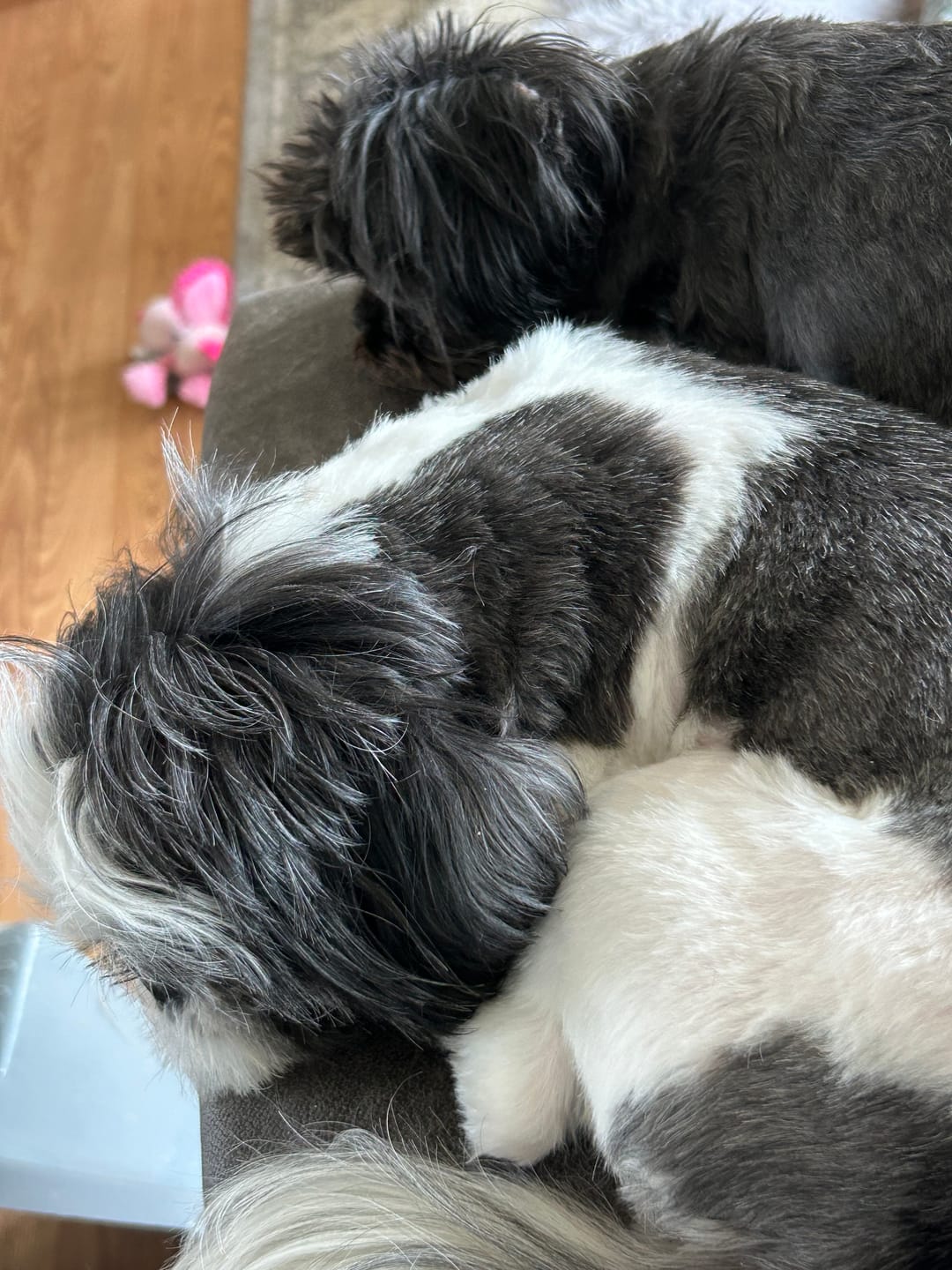 Customer photo review of COMBO ALLERGIES pour chiens et chats: OREL,TOXY