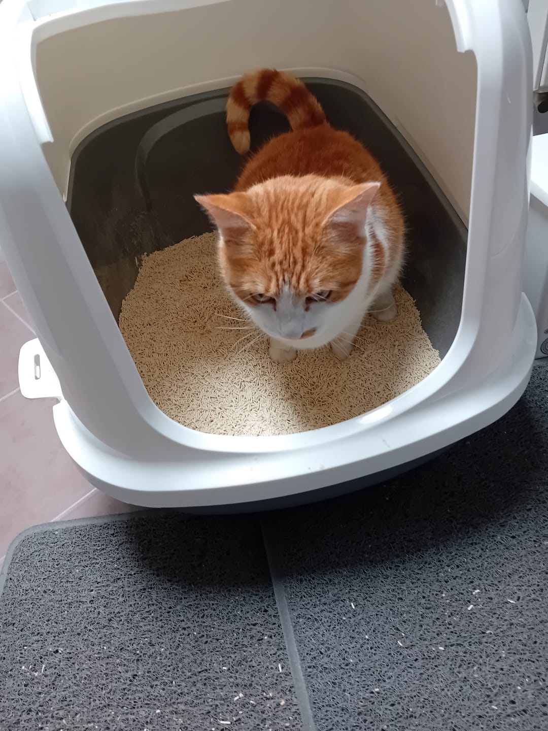 Customer photo review of Katzenstreu 2+1 Aktion