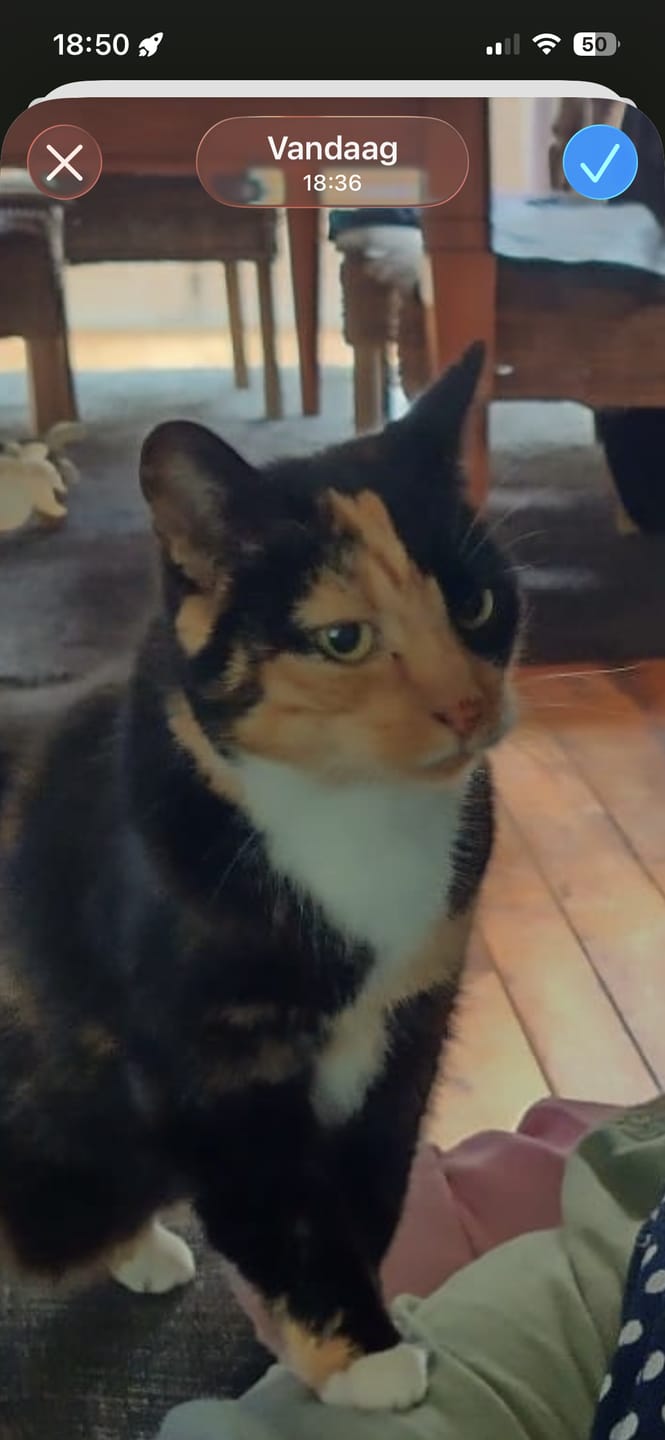 Customer photo review of FaceSock® | Custom Katten Sokken Met Foto