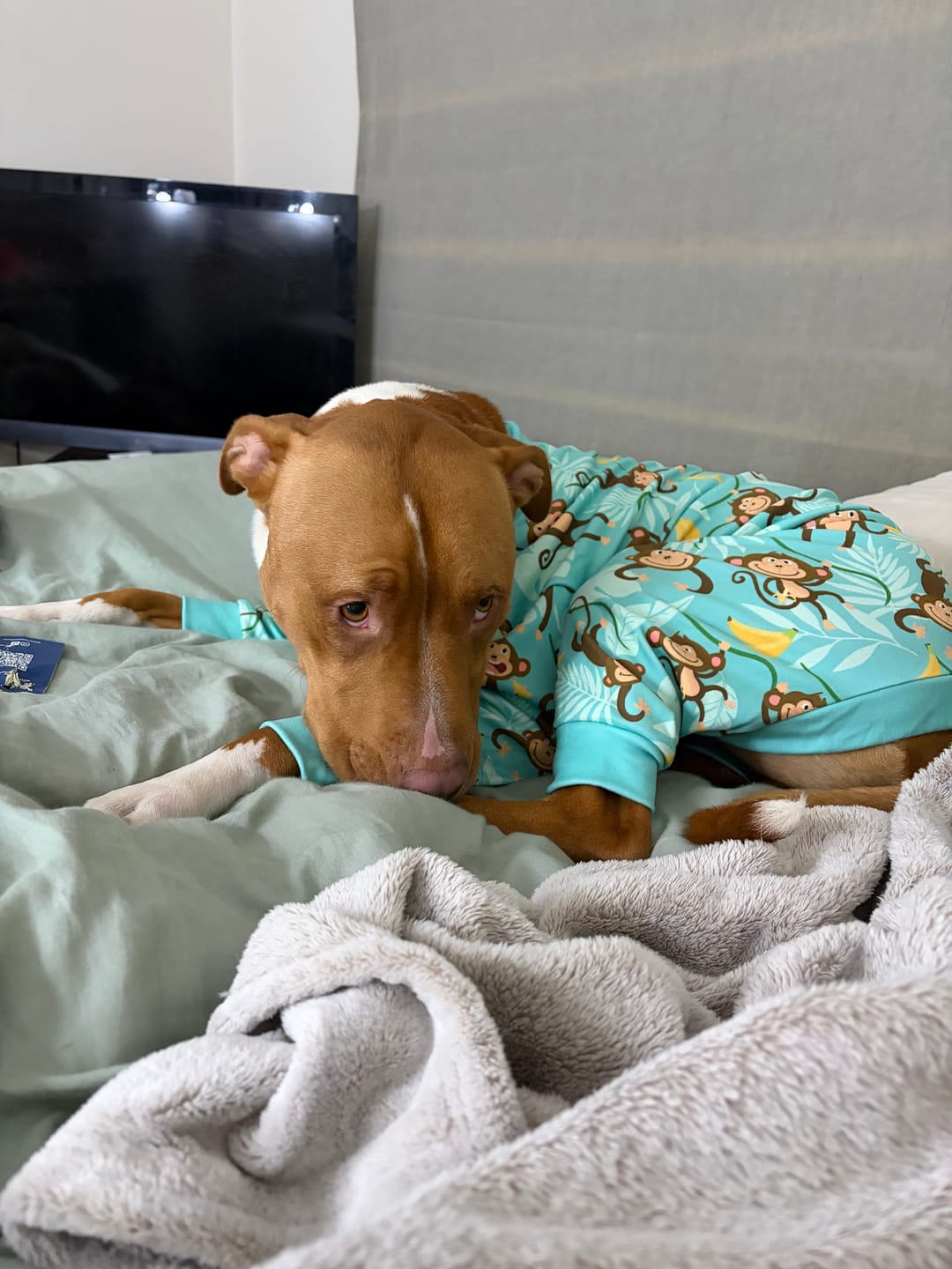 Customer photo review of Dog Pajama - Monkey Business