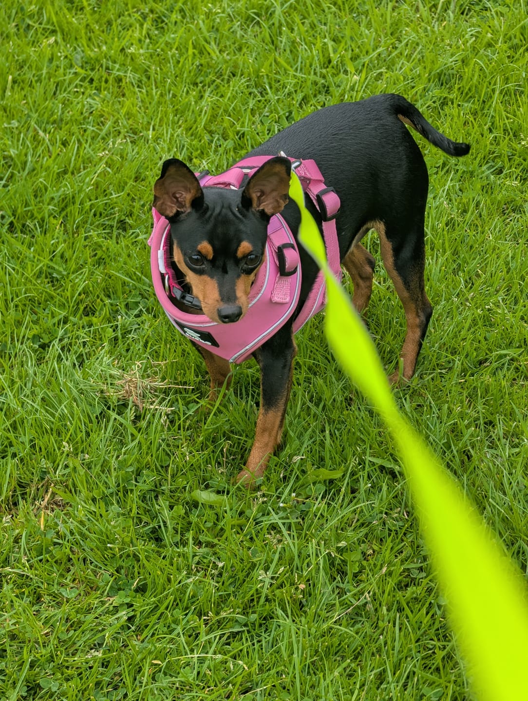 Customer photo review of Air-Lite Harness - Pink