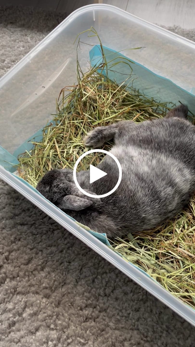 Customer video review of Try Me - First and Second Cut Ultra Premium Timothy Hay Starter Pack