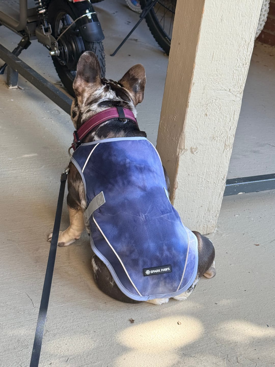 Customer photo review of Chilltech™ Dog Cooling Vests