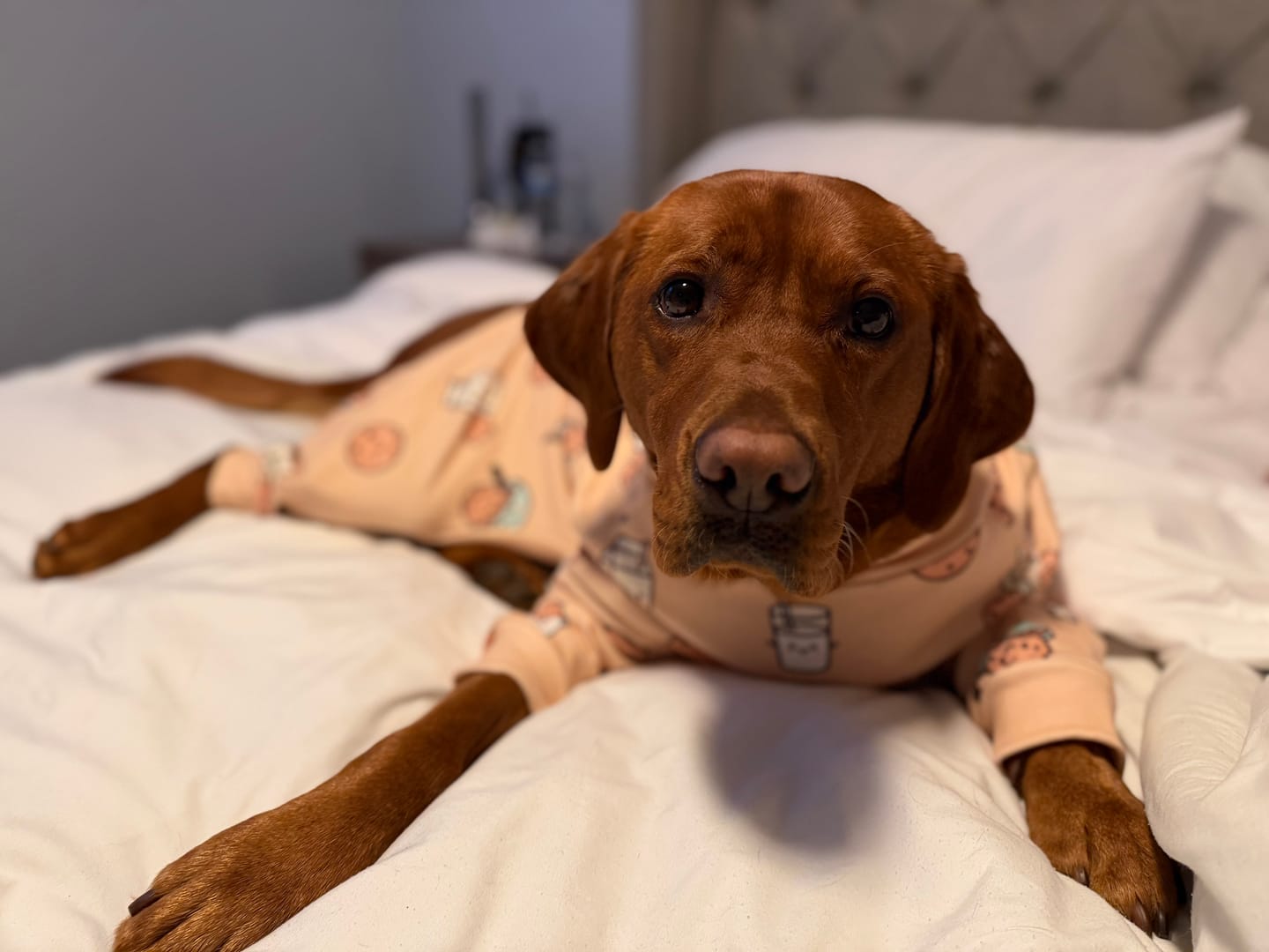 Customer photo review of Dog Pajama - Cookies and Milk