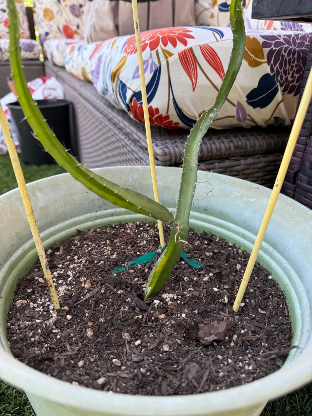 Customer photo review of Yellow Dragon Fruit
