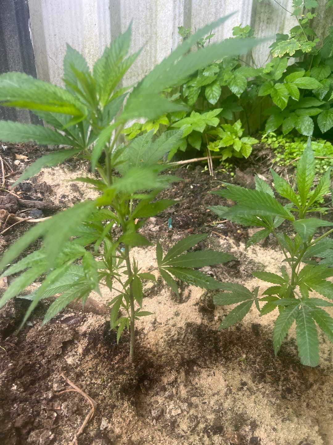 Customer photo review of Einsteiger Set THC Stecklinge
