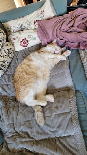 Customer photo review of Sofa Guard - Soft in Aktion