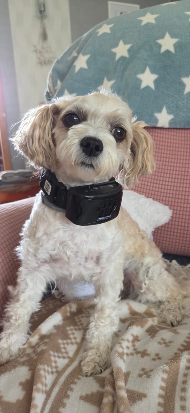 Customer photo review of Anti-Bell Halsband Hund ohne Strom – Vibration & Ton