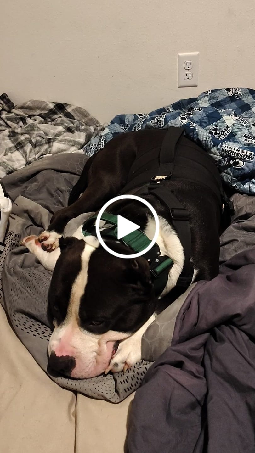 Customer video review of Green Bully Proof Collar